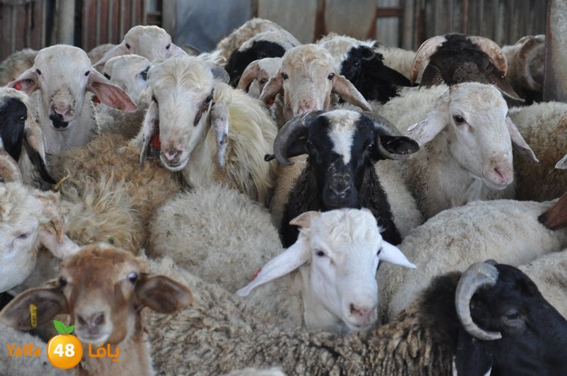 mal7ama lud 929 (6).JPG